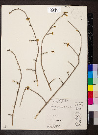 Forestiera acuminata image