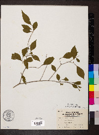 Forestiera acuminata image