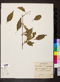 Forestiera acuminata image