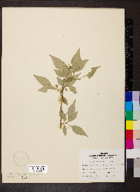 Forestiera acuminata image