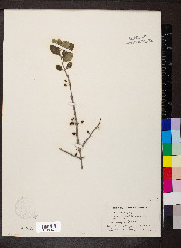 Forestiera pubescens image