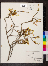 Forsythia suspensa image