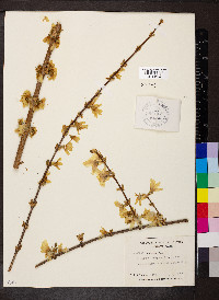 Forsythia suspensa image