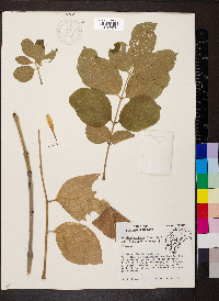 Fraxinus profunda image