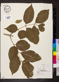 Fraxinus profunda image