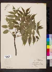 Fraxinus quadrangulata image