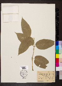 Fraxinus quadrangulata image