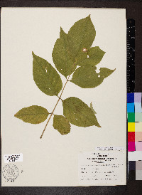 Fraxinus biltmoreana image