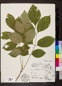 Fraxinus biltmoreana image