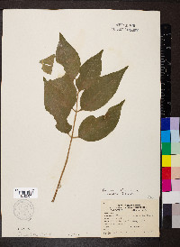 Fraxinus tomentosa image