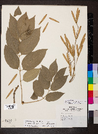 Fraxinus smallii image