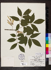 Fraxinus biltmoreana image