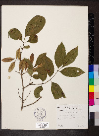 Fraxinus caroliniana image