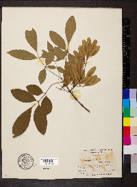 Fraxinus caroliniana image