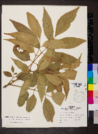 Fraxinus profunda image