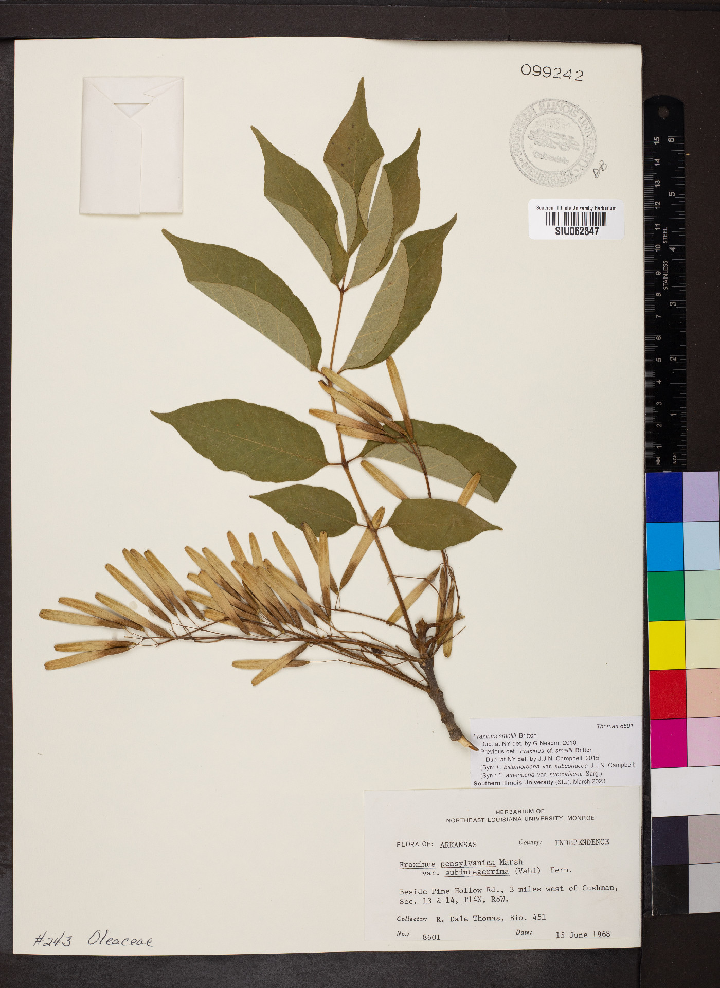 Fraxinus smallii image