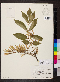 Fraxinus smallii image