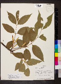 Fraxinus smallii image