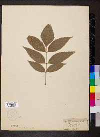 Fraxinus viridis image