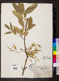 Fraxinus velutina image