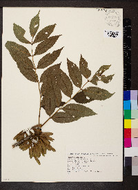 Fraxinus excelsior image