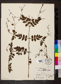 Jasminum grandiflorum image