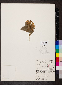 Jasminum multiflorum image