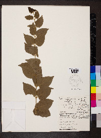Jasminum multiflorum image
