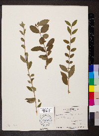 Ligustrum obtusifolium image