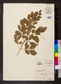 Ligustrum sinense image