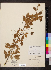 Ligustrum sinense image