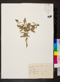 Ligustrum vulgare image