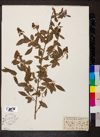 Ligustrum vulgare image