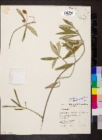 Olea europaea image