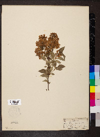 Syringa persica image