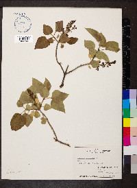 Syringa vulgaris image