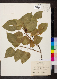 Syringa vulgaris image