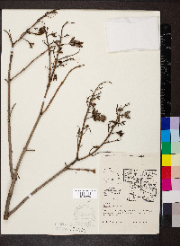 Syringa vulgaris image