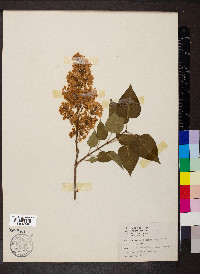 Syringa vulgaris image