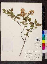 Syringa vulgaris image