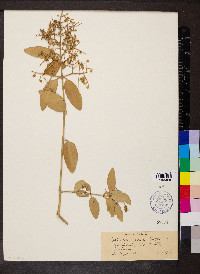 Salvadora persica image