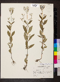 Mitreola petiolata image