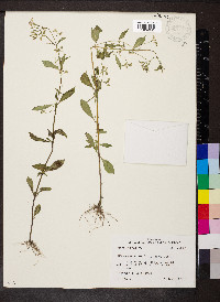 Mitreola petiolata image
