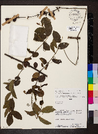Strychnos guianensis image