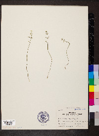 Bartonia paniculata image