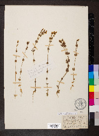 Blackstonia perfoliata image