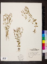 Centaurium pulchellum image