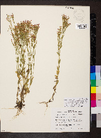 Centaurium tenuiflorum image