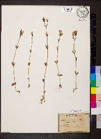 Centaurium erythraea image