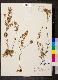 Centaurium erythraea image